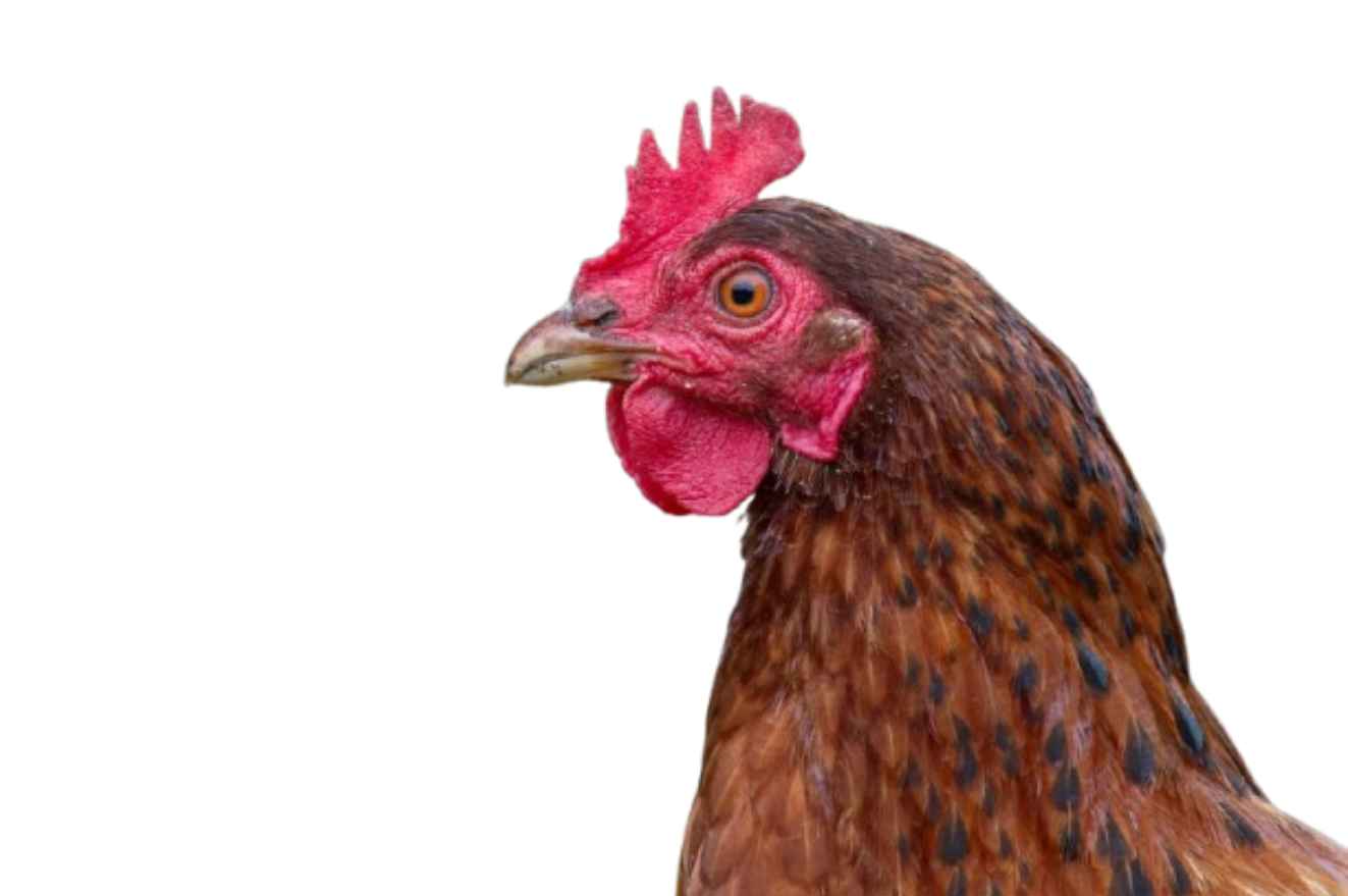 ChickenJockey
